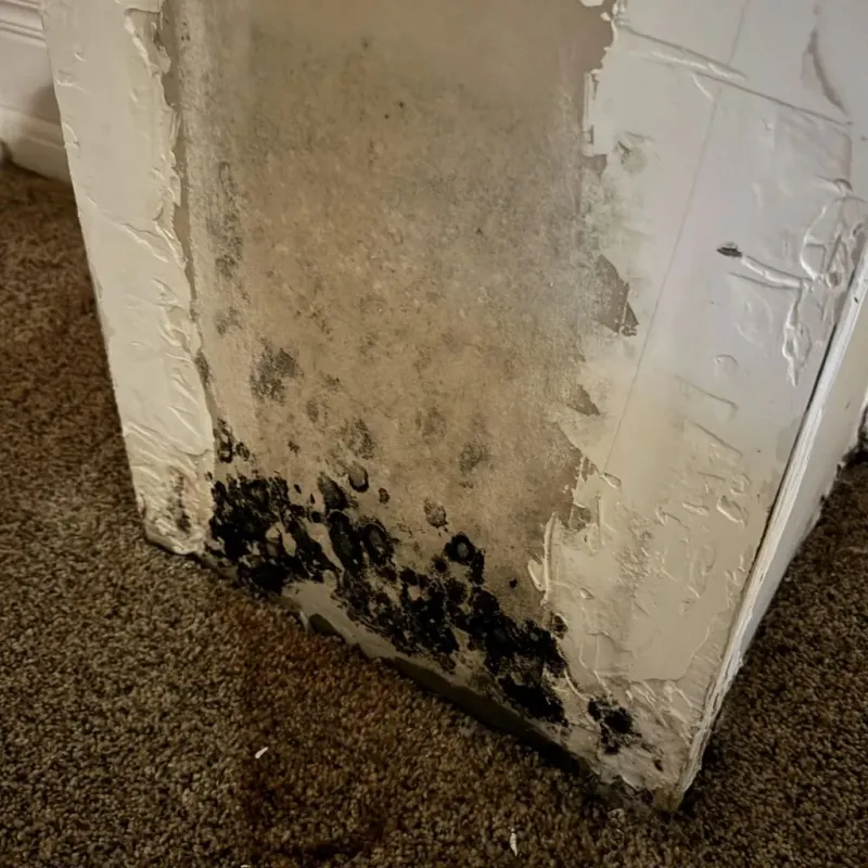 Professional Mold Removal in Mariposa, CA